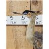 Image 5 : Whistling Heron Full Body Bird Taxidermy