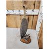 Image 6 : Whistling Heron Full Body Bird Taxidermy