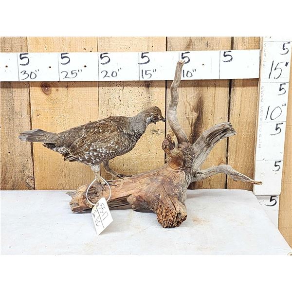 Blue Grouse Full Body Bird Taxidermy