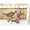 Image 1 : Blue Grouse Full Body Bird Taxidermy