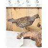 Image 2 : Blue Grouse Full Body Bird Taxidermy