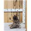 Image 3 : Blue Grouse Full Body Bird Taxidermy
