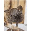 Image 4 : Blue Grouse Full Body Bird Taxidermy