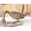 Image 5 : Blue Grouse Full Body Bird Taxidermy