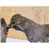 Image 6 : Blue Grouse Full Body Bird Taxidermy