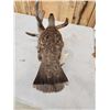 Image 7 : Blue Grouse Full Body Bird Taxidermy