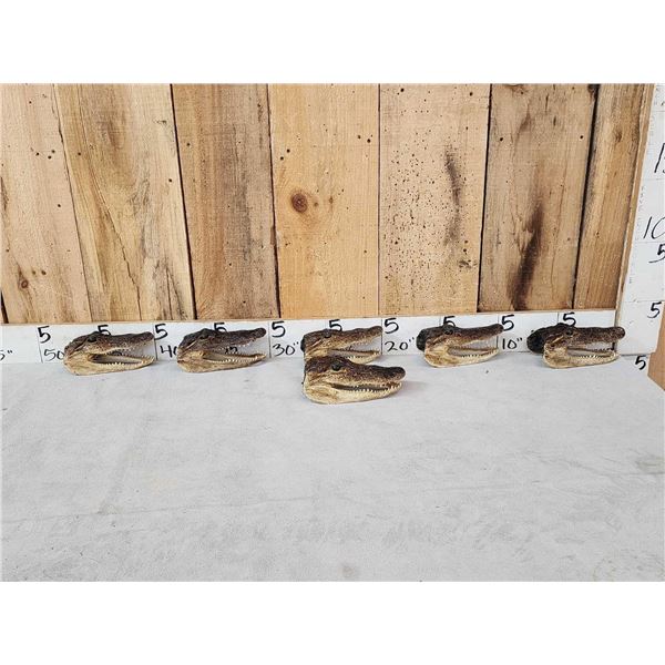 6 Alligator Heads Taxidermy