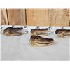 Image 3 : 6 Alligator Heads Taxidermy