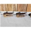 Image 4 : 6 Alligator Heads Taxidermy