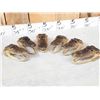 Image 5 : 6 Alligator Heads Taxidermy