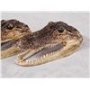 Image 7 : 6 Alligator Heads Taxidermy