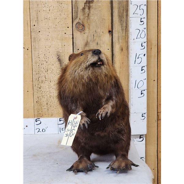 Big Beaver Full Body Taxidermy Mount