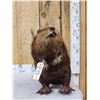 Image 1 : Big Beaver Full Body Taxidermy Mount