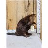 Image 2 : Big Beaver Full Body Taxidermy Mount