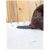 Image 3 : Big Beaver Full Body Taxidermy Mount