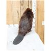 Image 4 : Big Beaver Full Body Taxidermy Mount