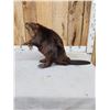 Image 5 : Big Beaver Full Body Taxidermy Mount