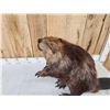 Image 6 : Big Beaver Full Body Taxidermy Mount