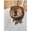 Image 7 : Big Beaver Full Body Taxidermy Mount