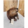Image 8 : Big Beaver Full Body Taxidermy Mount