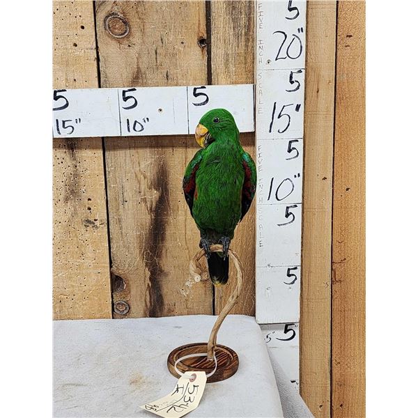 Eclectus Parrot Full Body Bird Taxidermy