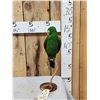Image 1 : Eclectus Parrot Full Body Bird Taxidermy