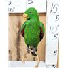 Image 2 : Eclectus Parrot Full Body Bird Taxidermy