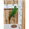 Image 3 : Eclectus Parrot Full Body Bird Taxidermy