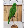 Image 4 : Eclectus Parrot Full Body Bird Taxidermy