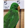 Image 5 : Eclectus Parrot Full Body Bird Taxidermy