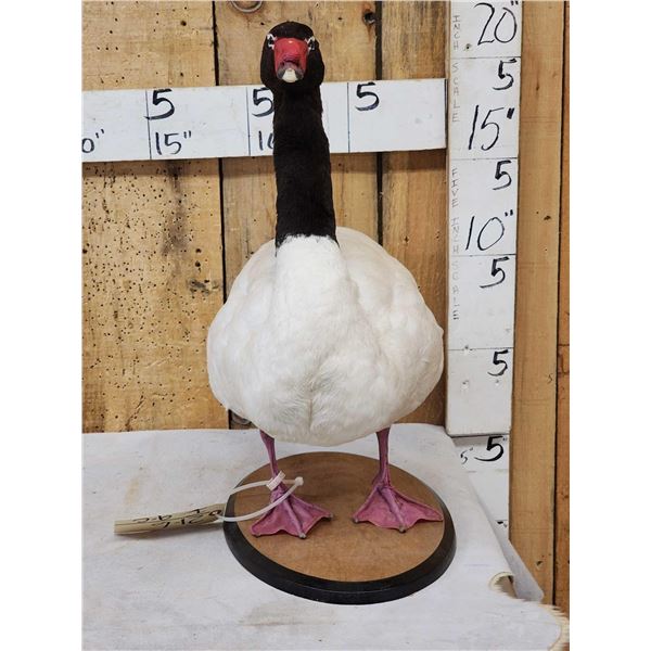 Black Necked Swan Full Body Bird Taxidermy