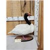 Image 2 : Black Necked Swan Full Body Bird Taxidermy