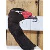 Image 3 : Black Necked Swan Full Body Bird Taxidermy