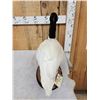 Image 4 : Black Necked Swan Full Body Bird Taxidermy