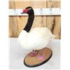 Image 5 : Black Necked Swan Full Body Bird Taxidermy