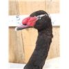 Image 6 : Black Necked Swan Full Body Bird Taxidermy