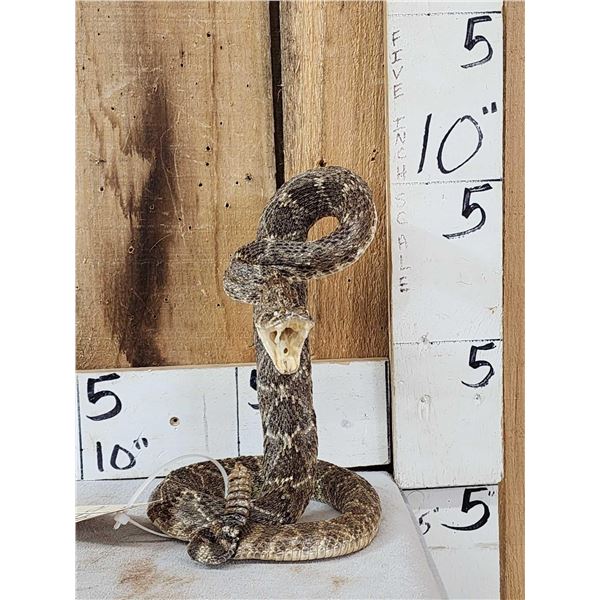 Diamondback Rattlesnake Full Body Taxidermy