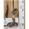 Image 1 : Diamondback Rattlesnake Full Body Taxidermy