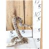 Image 2 : Diamondback Rattlesnake Full Body Taxidermy