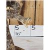 Image 3 : Diamondback Rattlesnake Full Body Taxidermy