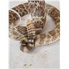 Image 4 : Diamondback Rattlesnake Full Body Taxidermy