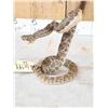 Image 5 : Diamondback Rattlesnake Full Body Taxidermy