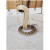 Image 6 : Diamondback Rattlesnake Full Body Taxidermy