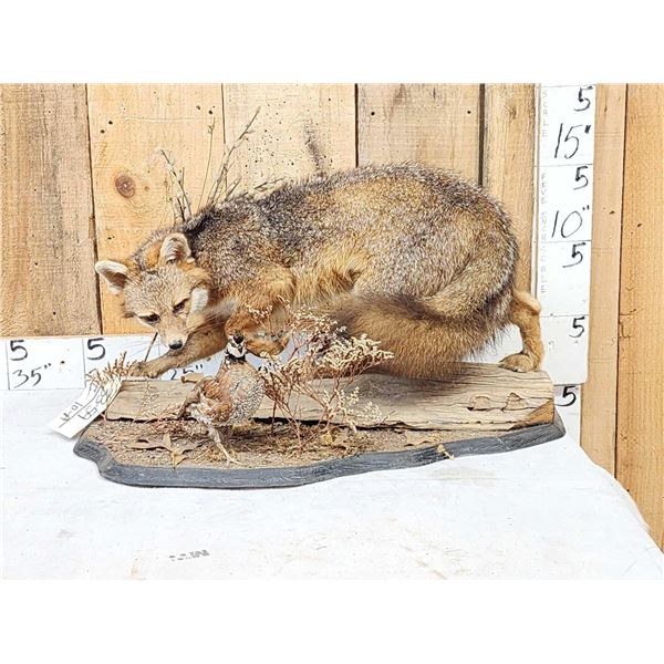 Grey Fox Huntinf A Quail Full Body Taxidermy Mount