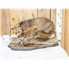 Image 1 : Grey Fox Huntinf A Quail Full Body Taxidermy Mount