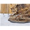 Image 2 : Grey Fox Huntinf A Quail Full Body Taxidermy Mount