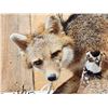 Image 3 : Grey Fox Huntinf A Quail Full Body Taxidermy Mount