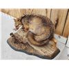 Image 4 : Grey Fox Huntinf A Quail Full Body Taxidermy Mount