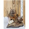 Image 5 : Grey Fox Huntinf A Quail Full Body Taxidermy Mount