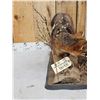 Image 6 : Grey Fox Huntinf A Quail Full Body Taxidermy Mount